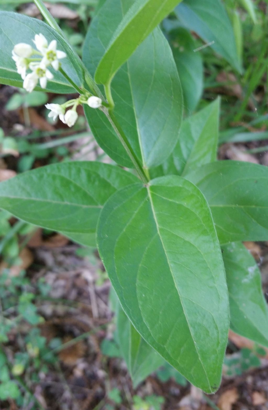 Baccelli di Vincetoxicum hirundinaria